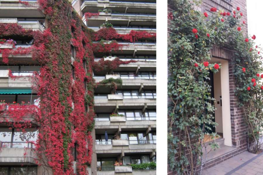 Etwas Gutes tun fürs Haus, für die Mieter und die Umwelt: Fassadengrün sieht schön aus und nützt. FOTOS: Wohnen im Eigentum