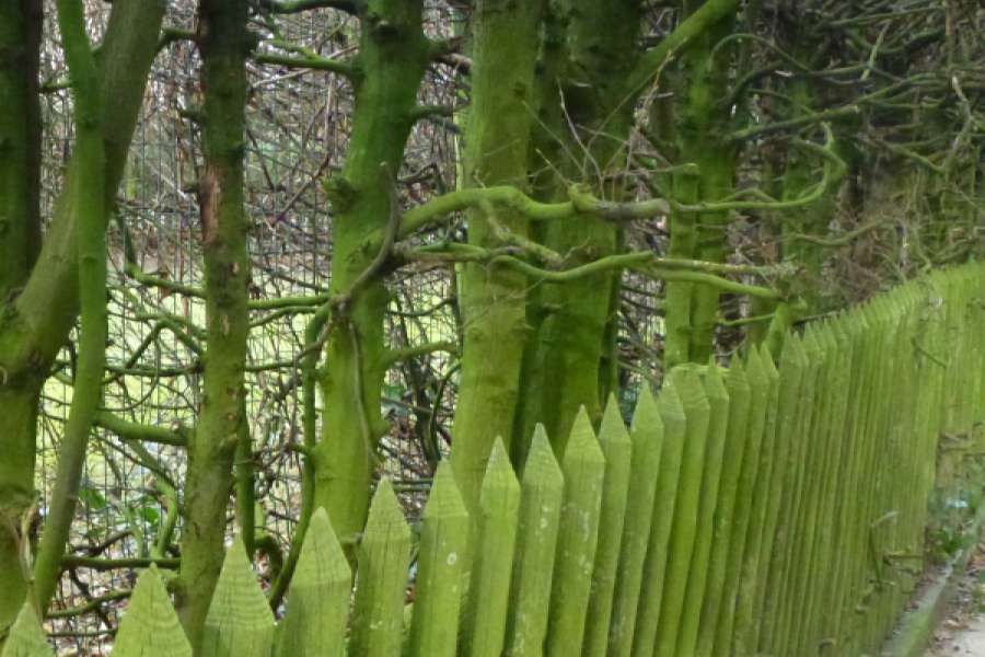 Grüne Bäume, Sträuche und ein Grundstückszaun - mitten im Winter. FOTO: Werner Eicke-Hennig, Energieinstitut Hessen