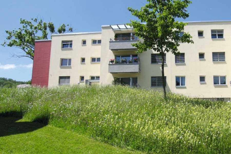 Durch Wildblumenwiesen in Innenhöfen erhöht sich die Artenvielfalt.FOTO: Stefan HoseGrün Stadt Zürich