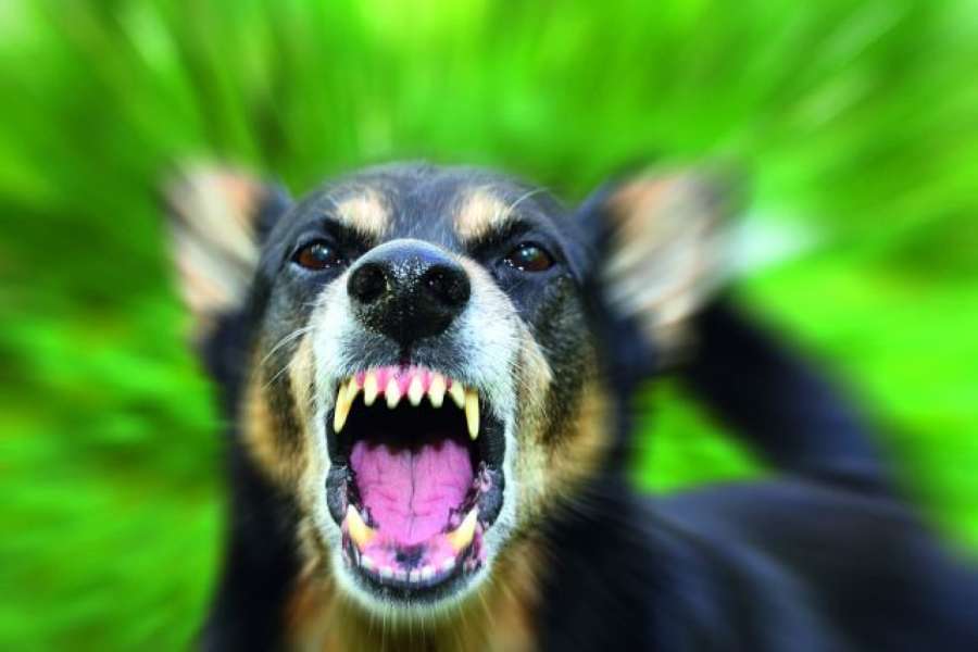 Hundegebell nervt viele Städter. Foto:Fotolia/tverkhovinets