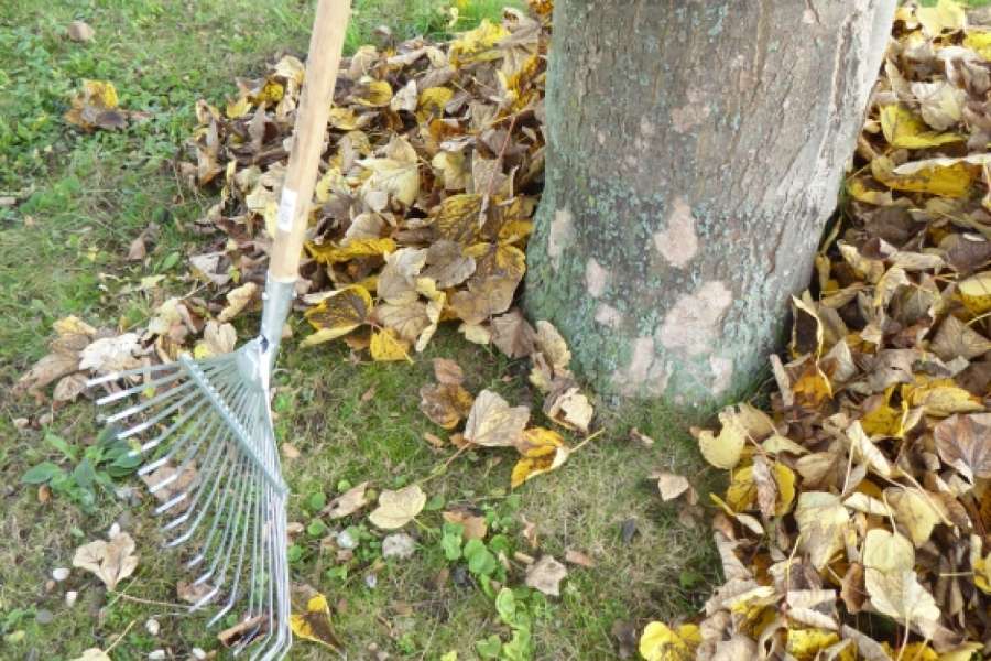 Streit wegen der Laubentsorgung? Tipps für Vermieter. FOTO: PIXELIO/GISCHOTT