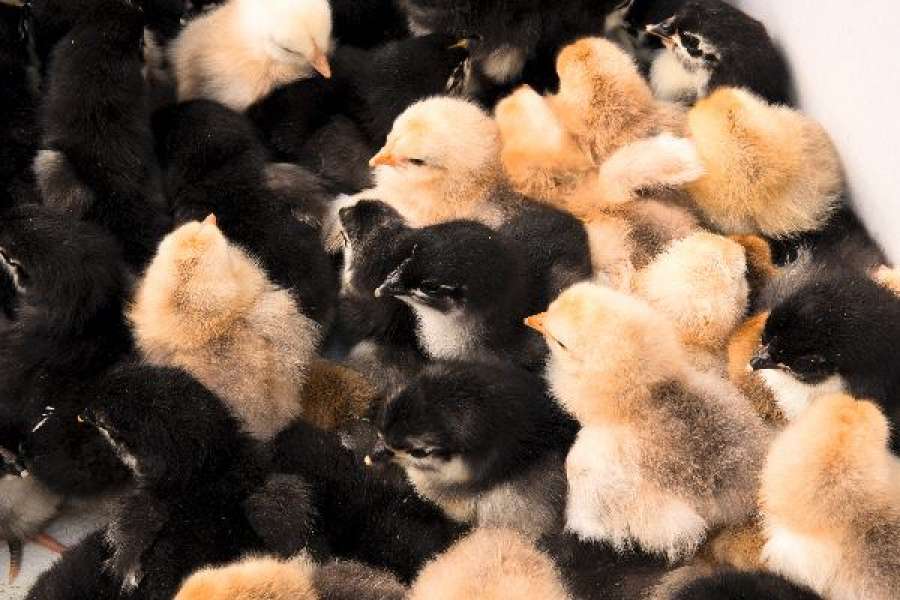 Besuch zu haben oder Kinder zu bekommen bereichert das Leben. Aber wenn dauerhaft „Leben in der Bude“ ist, kann das zur Belastung werden. FOTO: ADOBESTOCK/FINANZFOTO