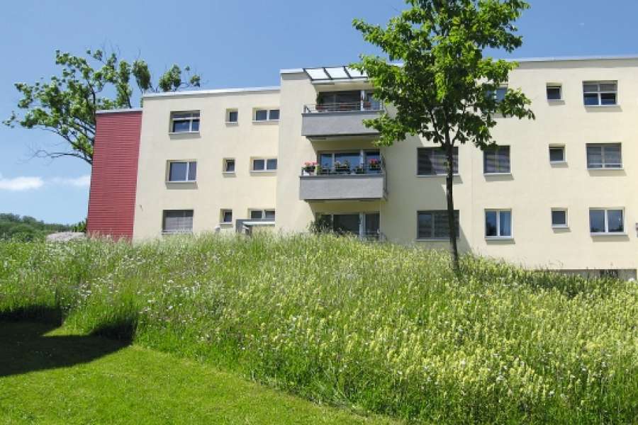 Durch Wildblumenwiesen in Innenhöfen erhöht sich die Artenvielfalt.FOTO: Stefan HoseGrün Stadt Zürich